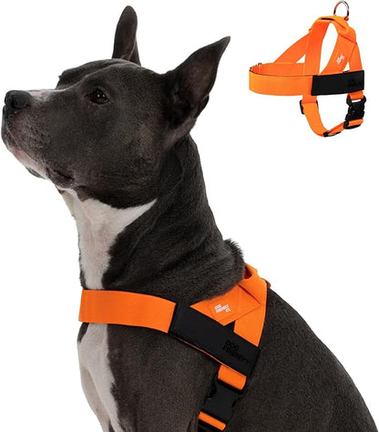 Personalized Dog Harness