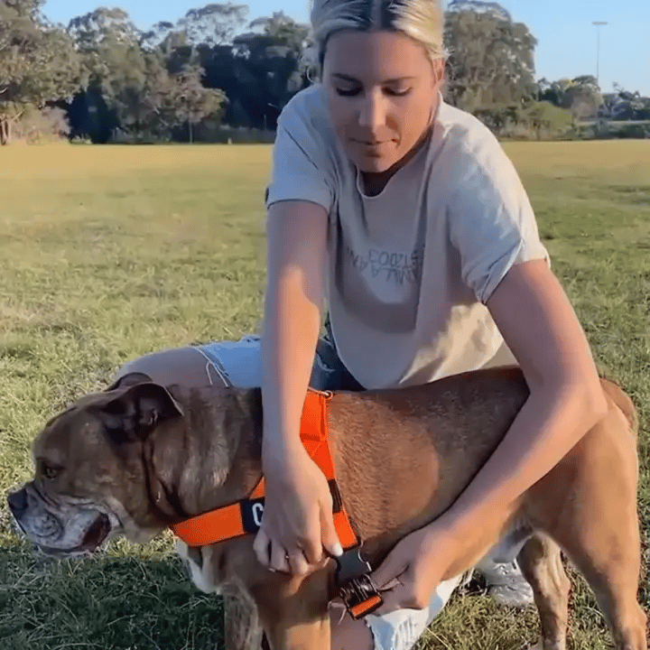 Personalized Dog Harness
